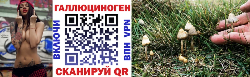 цены   Ладушкин  Галлюциногенные грибы Psilocybine cubensis 